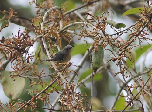 Cambodian Flowerpecker (Dicaeum cambodianum), photo 4