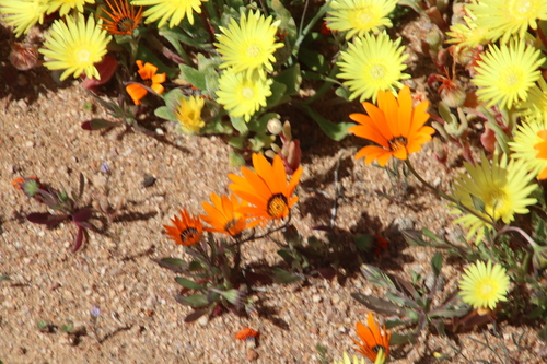 Dimorphotheca sinuata