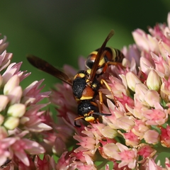 Euodynerus castigatus