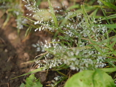 Eragrostis frankii