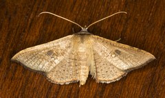 Banisia placida