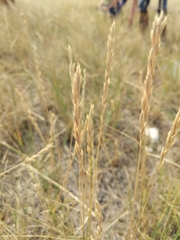 Elymus smithii