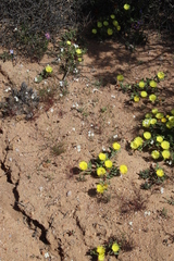 Heliophila variabilis