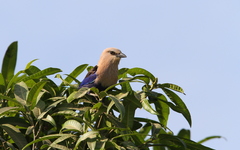 Coracias cyanogaster
