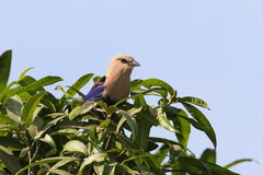 Coracias cyanogaster