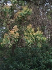 Vochysiaceae
