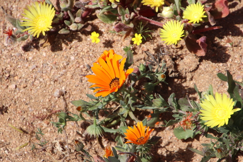Dimorphotheca sinuata
