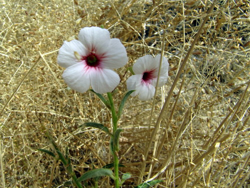 Hermannia amabilis image