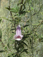 Sesamum rigidum subsp. merenskyanum image