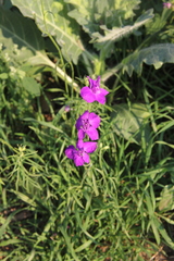 Consolida orientalis