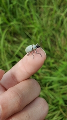 Pachnaeus azurescens