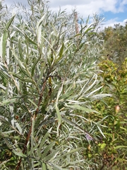 Salix candida