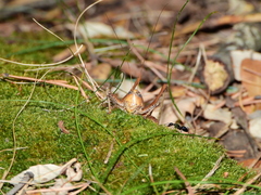 Thyreonotus corsicus