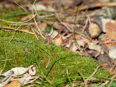 Thyreonotus corsicus