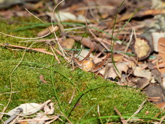 Thyreonotus corsicus