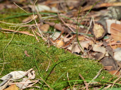 Thyreonotus corsicus