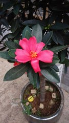 Camellia azalea