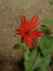 Silene rotundifolia