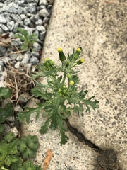 Senecio vulgaris