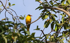 Oriolus auratus