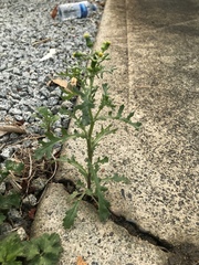 Senecio vulgaris