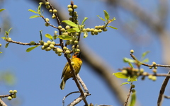 Ploceus brachypterus