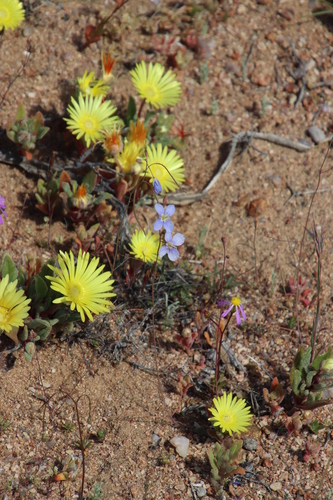 Image of Heliophila leptophylla by (c) Tony Rebelo, some rights reserved (CC BY-SA)