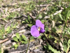 Swainsona procumbens