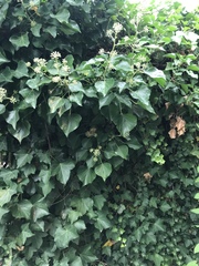 Hedera helix