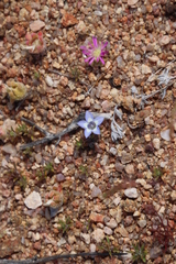 Wahlenbergia acaulis