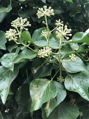 Hedera helix