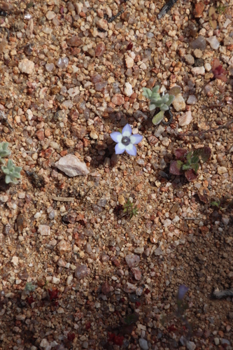 Image of Wahlenbergia acaulis by (c) Tony Rebelo, some rights reserved (CC BY-SA)
