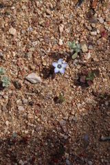 Wahlenbergia acaulis