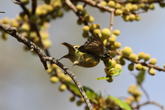 Pogoniulus chrysoconus
