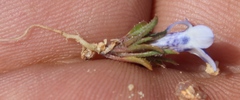 Wahlenbergia acaulis