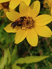 Colpotrochia trifasciata