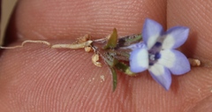 Wahlenbergia acaulis