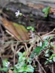 Adenostemma viscosum