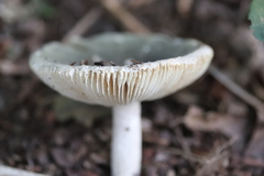 Russula parazurea