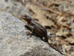 Sceloporus graciosus vandenburgianus