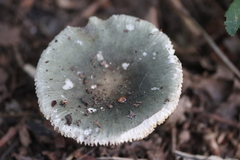 Russula parazurea