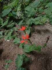 Silene rotundifolia