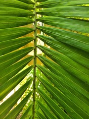 Dypsis cabadae