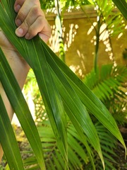 Dypsis cabadae