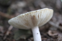 Russula parazurea