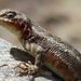 Southern Sagebrush Lizard - Photo (c) Mickey Long, some rights reserved (CC BY-NC), uploaded by Mickey Long