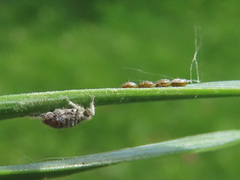 Schizolachnus pineti
