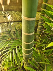 Dypsis cabadae