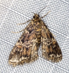 Elophila difflualis