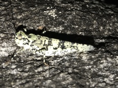 Trimerotropis saxatilis